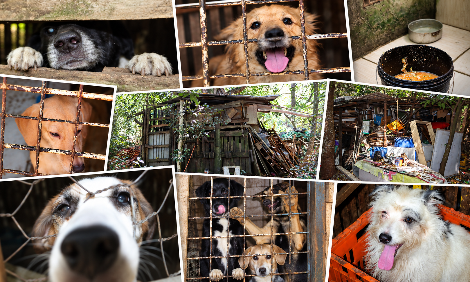 Cães e gatos retirados de situação de extrema insalubridade aguardam adoção responsável; compartilhar também pode ajudar a mudar esse destino.