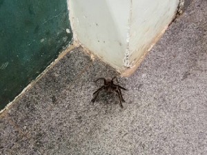 03.02.16 - Aranha na 21 Delegacia de Policia2 - 800x600