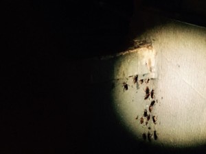Sinpol-DF pediu à Vigilância Sanitária que faça vistoria nas unidades